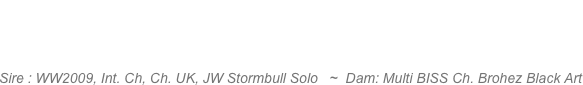 Brohez The Artful Dodger “Dodge”  
Sire : WW2009, Int. Ch, Ch. UK, JW Stormbull Solo   ~  Dam: Multi BISS Ch. Brohez Black Art 